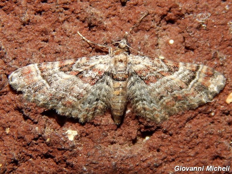 Noctuidae di stasera da confermare